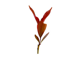 Syzygium oleana leaf or syzygium oleana leaves on white background. Green plant or green tree...