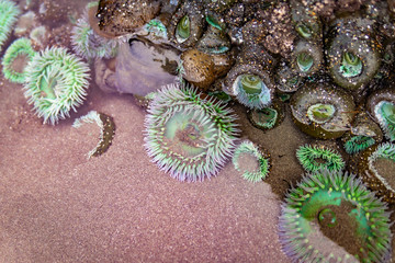 Close-up of sea anemones in a tide pool on the Oregon Coast