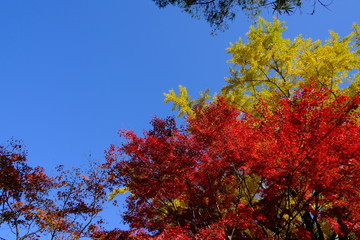 赤と黄色の美しいコントラスト