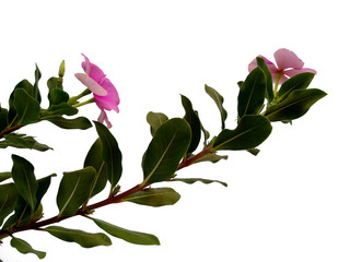 Rose old maid or Cayenne jasmine flower for flower frame or other decoration. Vinca or Madagascar...