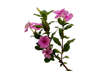 Rose old maid or Cayenne jasmine flower for flower frame or other decoration. Vinca or Madagascar periwinkle flower isolated on white background.