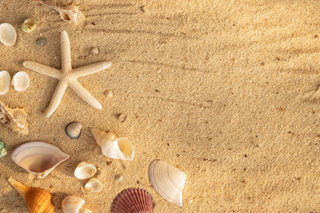 Fototapeta na wymiar Summer time concept with sea shells and starfish on the beach sand background with the sunlight goes down. free space for your decoration Top view.