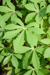 green cassava leaves in nature garden