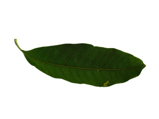 Plant with green leaves. The name of the plant is Mangifera indica or mango. Green leaf on white background.