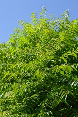 fresh green Azadirachta indica leaf in nature garden