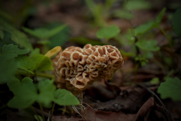 Morel Mushroom in Ground, Close-Up