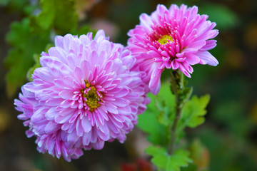 Bright, fluffy purple, pink autumn chrysanthemums fluffing on the street Ukrainian street. Perennial flowers blooming with a yellow core and dark green leaves.