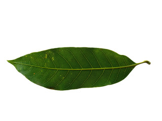 Fototapeta na wymiar Plant with green leaves. The name of the plant is Mangifera indica or mango. Green leaf on white background.