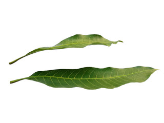 Obraz premium Plant with green leaves. The name of the plant is Mangifera indica or mango. Green leaf on white background.