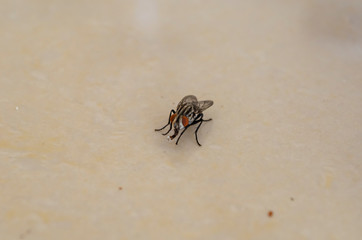 Housefly On Ceramic Surface