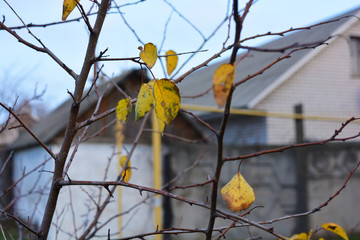 Autumn yellow leaves weigh on the branches of a young apricot tree.