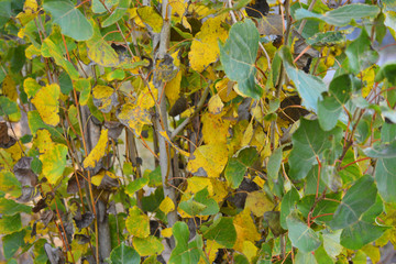 Long branches with green and yellow poplar leaves near the trunk of a large tree.