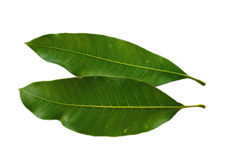 Obraz premium Plant with green leaves. The name of the plant is Mangifera indica or mango. Green leaf on white background.