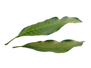 Obraz premium Plant with green leaves. The name of the plant is Mangifera indica or mango. Green leaf on white background.