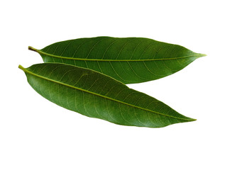 Plant with green leaves. The name of the plant is Mangifera indica or mango. Green leaf on white background.