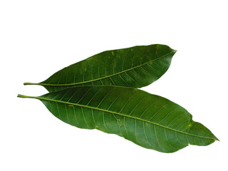 Obraz premium Plant with green leaves. The name of the plant is Mangifera indica or mango. Green leaf on white background.