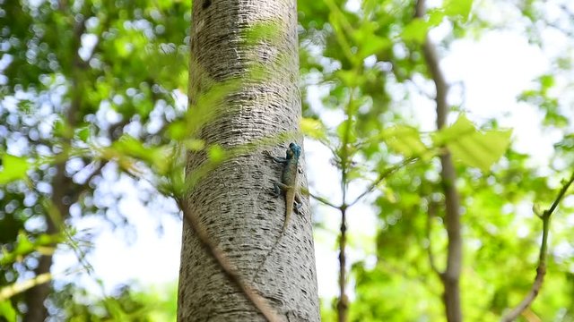 Blue lizards perched on trees Extinguishing and eating small insects for food, animals, ecosystems