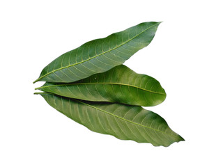 Fototapeta premium Plant with green leaves. The name of the plant is Mangifera indica or mango. Green leaf on white background.