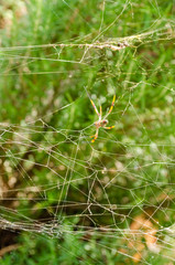 Spider Web Against Green Background