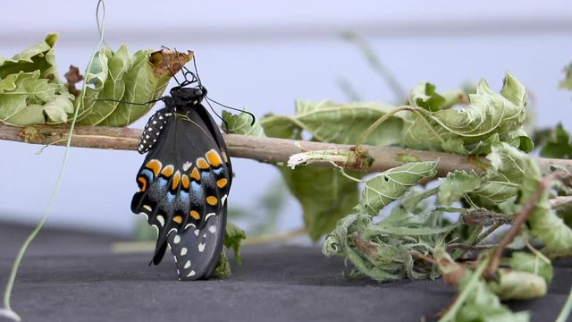 Swallowtail Butterfly On Leaf Proboscis 2