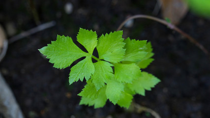 coriander vegetable plant nature growth