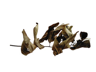 Dry brown leaves. Old leaf on white background. Brown leaf background. Old leaf texture.