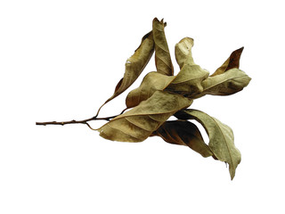 Dry brown leaves. Old leaf on white background. Brown leaf background. Old leaf texture.