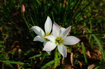 Close up of Zephyranthes candida flowers