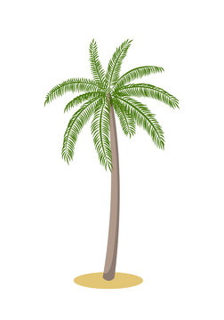 Palm tree isolated on white background. The cartoon icon. Vector illustration.