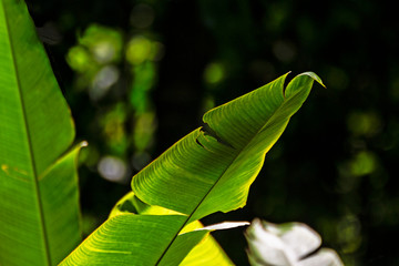 Banano tree top leaf close up on backlit