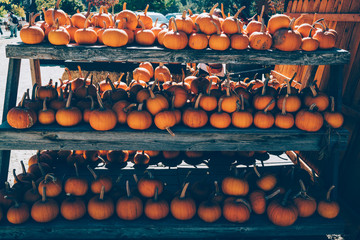 Thanksgiving with pumpkins on wooden shelf in farmer's market.