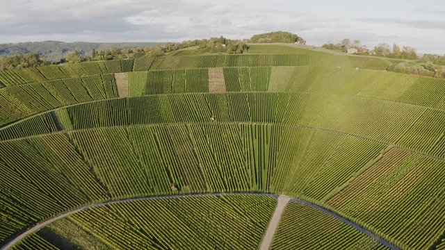 droneview of vineyard in autumn, colorful aerial view of fields in valley Remstal, Baden W&uuml;rttemberg, Germany