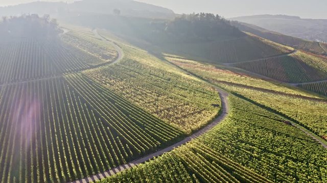 droneview of vineyard in autumn, colorful aerial view of fields in valley Remstal, Baden W&uuml;rttemberg, Germany