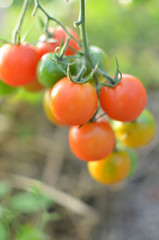 Cherry tomatoes on the branch. After some harvesting.