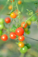 Cherry tomatoes on the branch. After some harvesting.