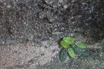 A weed grows on the sidewalk