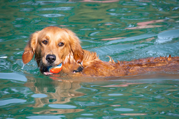 dog in water