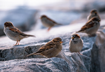 Sparrows on the rocks