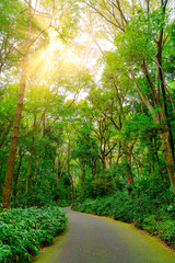 The gardens of Meiji Jingu, Tokyo, Japan.