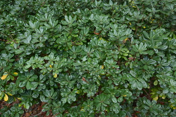 Japanese cheesewood leaves / Japanese cheesewood (Pittosporum tobira) is a seashore plant that blooms white flowers in early summer and is used in street trees because of its strong nature.