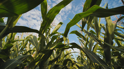 Leaves of corn growing in the field.