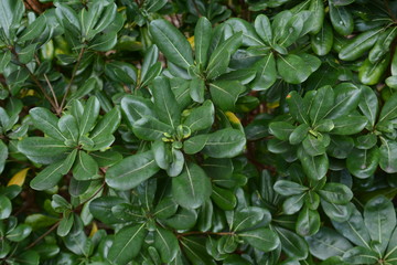 Japanese cheesewood leaves / Japanese cheesewood (Pittosporum tobira) is a seashore plant that blooms white flowers in early summer and is used in street trees because of its strong nature.