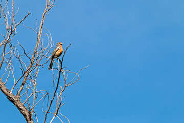 Argentine Red-Breasted Plan Cutter bird on a tall brunch of leafless tree