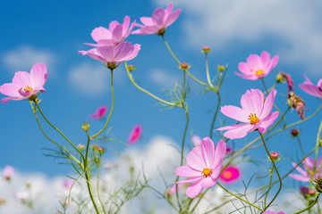 青空の下の薄いピンクのコスモスの花