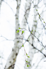 Birch branches with new leaves in the garden. Selective focus.
