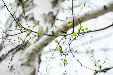 Birch branches with new leaves in the garden. Selective focus.