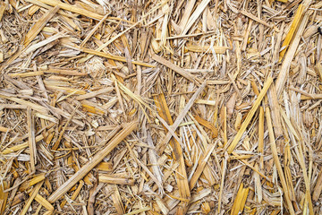 Dry straw texture nature background. top view