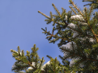 Branches of spruce in the snow against a blue sky. Christmas and new year scene. Christmas tree, spruce, fir in snow landscape. Close-up. The first snow in the coniferous forest background.