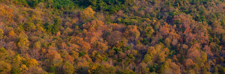 Fototapeta premium Panorama of colorful autumnal fall scenery forest for graphic design purpose