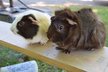 Two guinea pigs sitting